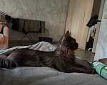 Кошки в Москве: Отдаю кошку 1 года в добрые руки Девочка, Бесплатно - фото 4