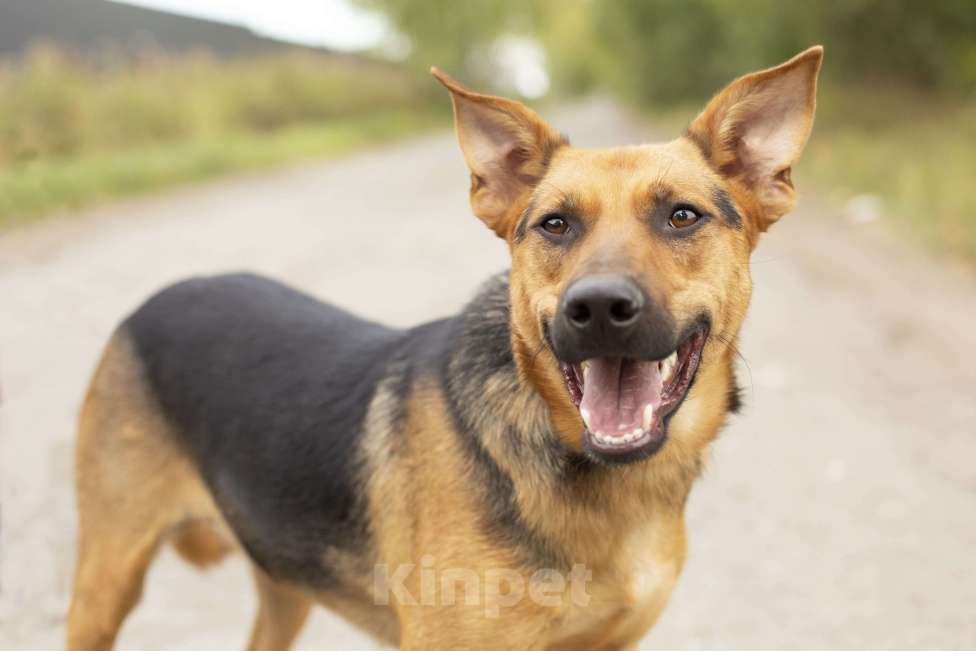 Собаки в Домодедово: Ищем дом чудесному малышу Гарику! Мальчик, 1 руб. - фото 2