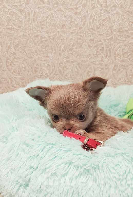 Собаки в Новосибирске: Обалденный длинношерстный лилово-подпалый парнишка! Мальчик, Бесплатно - фото 1