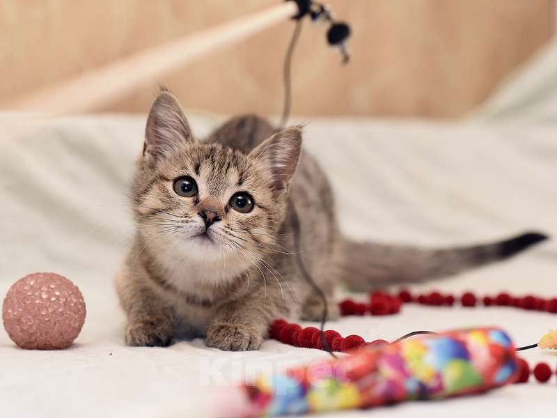 Кошки в Москве: Ручной и ласковый котенок Серафима в добрые руки Девочка, Бесплатно - фото 5