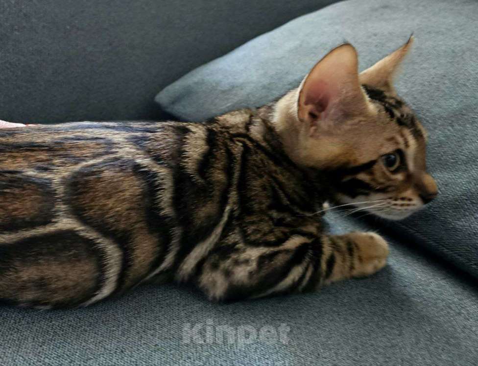 Кошки в Кирове: Бенгальский котенок Мальчик, Бесплатно - фото 1