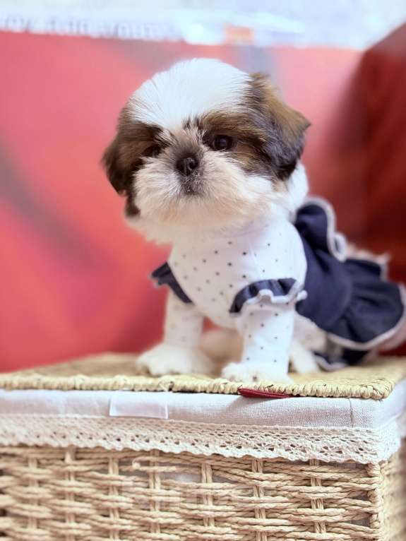 Собаки в Смоленске: Очаровательная мини девочка ши тцу  Девочка, 150 000 руб. - фото 1