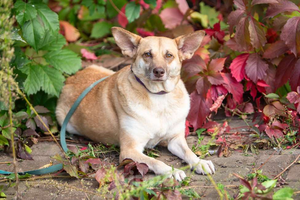 Собаки в Москве: Домашняя собака в поисках своей семьи Девочка, Бесплатно - фото 2