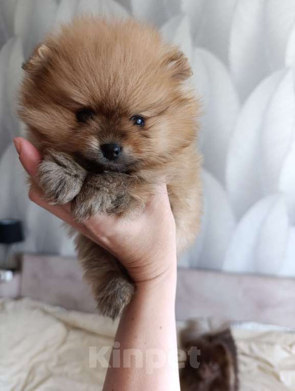 Собаки в Томске: Девочка, кнопочка, рыжулька  Девочка, 40 000 руб. - фото 3