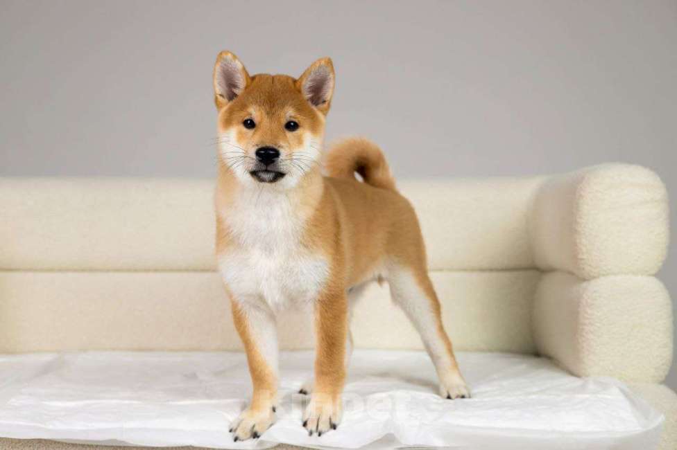 Собаки в Саратове: Продаюется щенок Мальчик, 35 000 руб. - фото 1