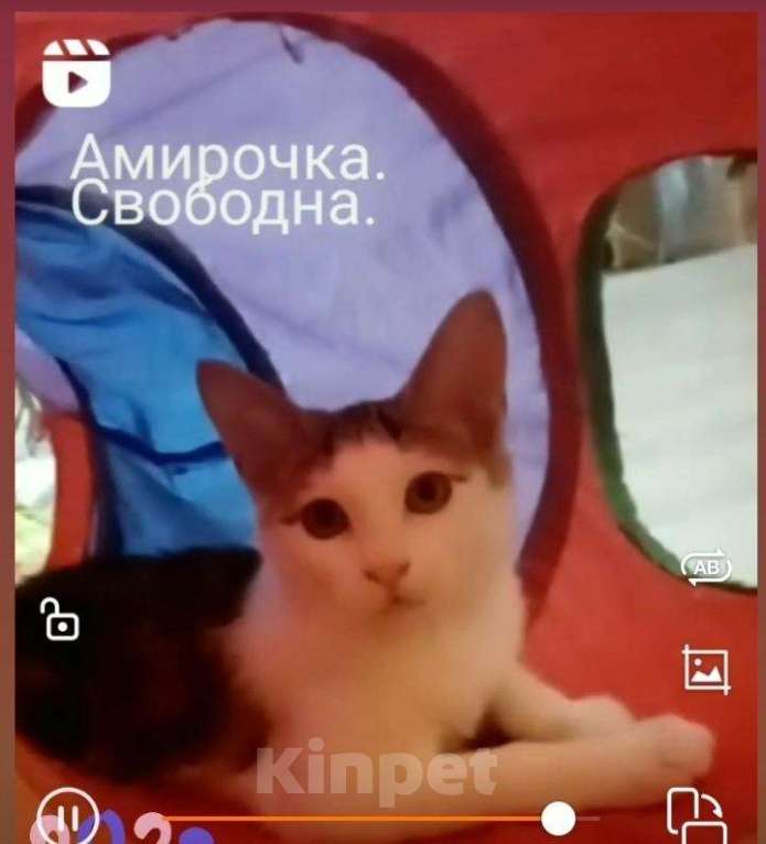 Кошки в Лукоянове: Котята курильских бобтейлов, 15 000 руб. - фото 1