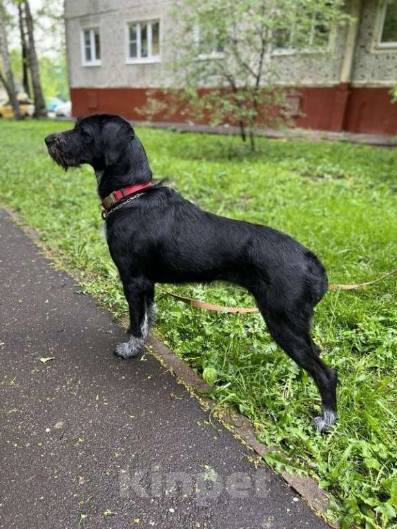 Собаки в Москве: Очаровательная и нежная дратхаар Найда в добрые руки Девочка, 1 руб. - фото 2