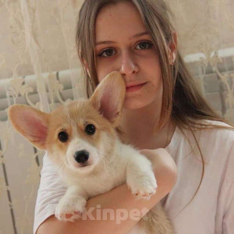 Собаки в Славянске-На-Кубани: Щенок Вельш-корги Мальчик, 50 000 руб. - фото 1
