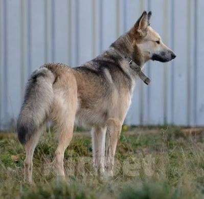 Собаки в Москве: Туся Девочка, Бесплатно - фото 2