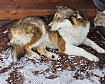 Собаки в Новосибирске: Собака Ласка ниже колена ищет дом Девочка, Бесплатно - фото 7