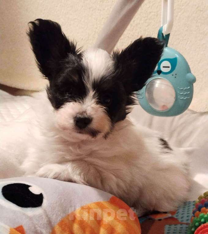 Собаки в Москве: щенки папийона Девочка, Бесплатно - фото 1