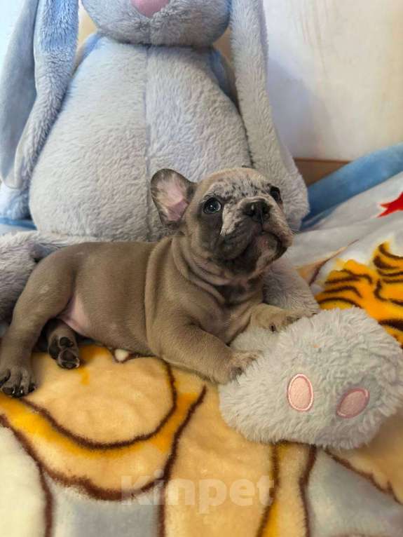 Собаки в Саратове: Мальчик мерле Мальчик, 50 000 руб. - фото 8