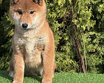 Собаки в Санкт-Петербурге: Сиба-ину мальчик щенок Мальчик, 40 000 руб. - фото 2