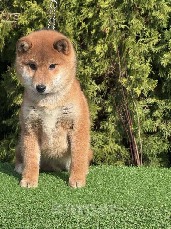 Собаки в Санкт-Петербурге: Сиба-ину мальчик щенок Мальчик, 40 000 руб. - фото 2