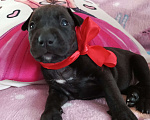Собаки в Омске: Питбультерьер девочка Девочка, 15 000 руб. - фото 5