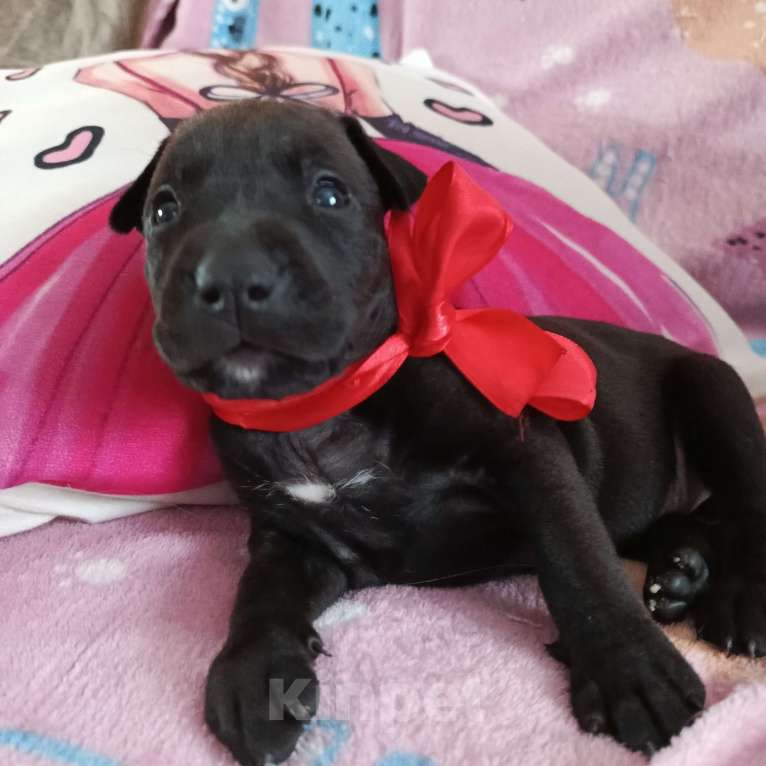 Собаки в Омске: Питбультерьер девочка Девочка, 15 000 руб. - фото 5