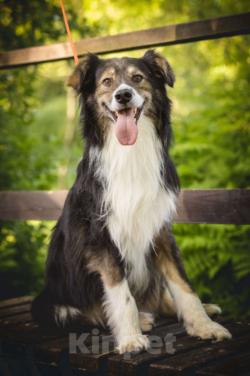 Собаки в Москве: Шарик в добрые руки  Мальчик, Бесплатно - фото 9