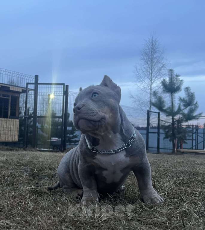Собаки в Москве: Булли американский Девочка, Бесплатно - фото 2