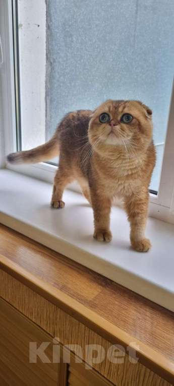 Кошки в Туапсе: Шотландский вислоухий котик ищет семью Мальчик, 55 000 руб. - фото 4