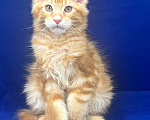 Кошки в Дзержинском: Питомник Мейн Кунов FengShui Мальчик, 60 000 руб. - фото 1