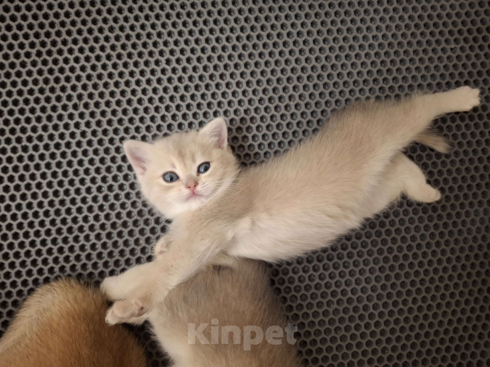 Кошки в Москве: Шотландская кошечка "голубая золотая шиншилла" Девочка, 40 000 руб. - фото 8