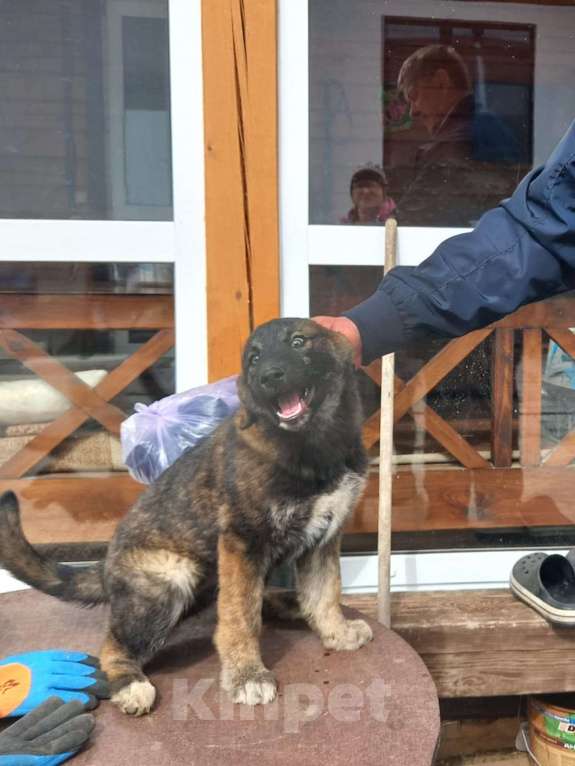 Собаки в других городах Пермского края: Отдам в хорошие руки Девочка, Бесплатно - фото 2