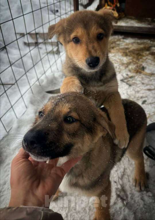 Собаки в других городах Ленинградской области: Мишка и Тотошка Мальчик, Бесплатно - фото 5