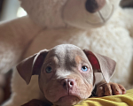 Собаки в Москве: Американский булли щенок Мальчик, 150 000 руб. - фото 3