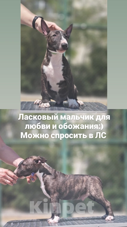Собаки в Севастополе: Минибуль мальчик Мальчик, Бесплатно - фото 1
