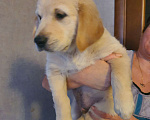 Собаки в Раменском: продажа щенка Мальчик, 12 000 руб. - фото 4