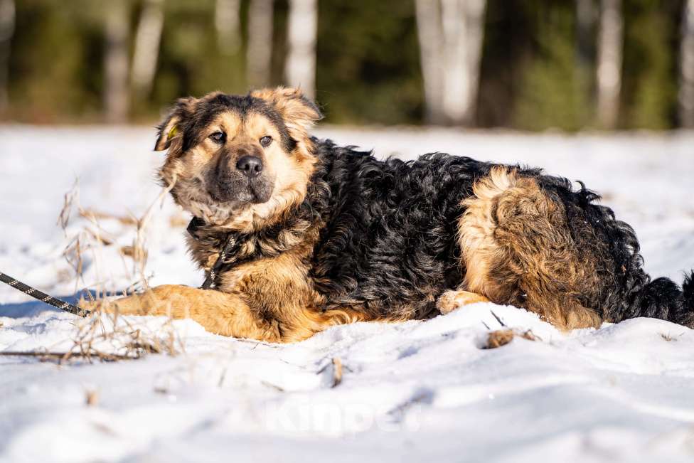 Собаки в Клине: Шарпундель — невероятный пёс Мальчик, Бесплатно - фото 7