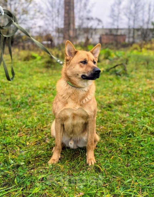 Собаки в Москве: Брутальный красавец Рич ищет хозяев! Мальчик, Бесплатно - фото 6