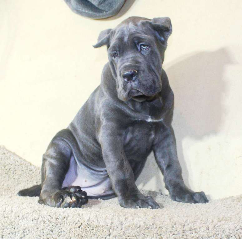 Собаки в Москве: Девочка кане корсо Голубого окраса. Девочка, 80 000 руб. - фото 8