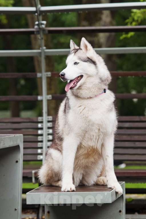 Собаки в Москве: Эмми ждет свою семью Девочка, Бесплатно - фото 7