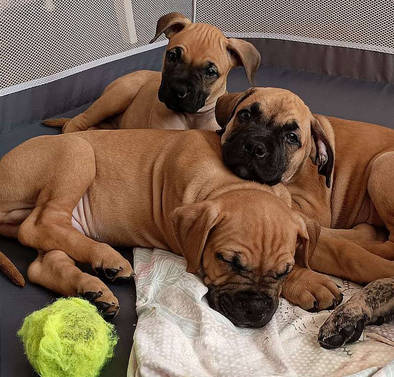 Собаки в Москве: Щенки Алано (Окрас тигровый, соболиный и песочный) Мальчик, 30 000 руб. - фото 1