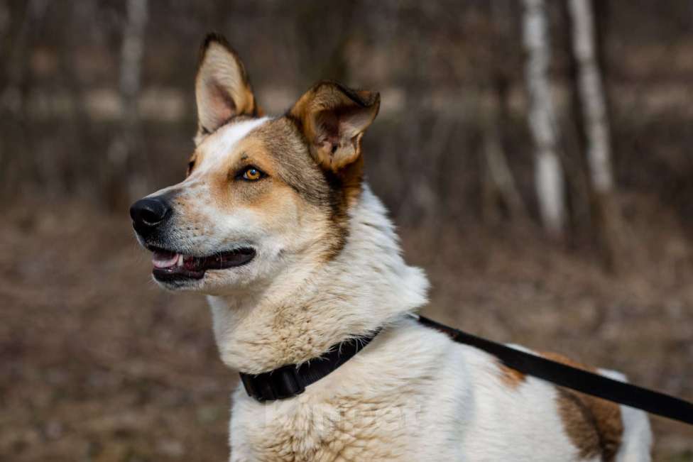 Собаки в Москве: Дэнни Мальчик, Бесплатно - фото 4