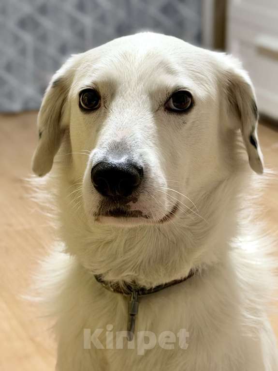 Собаки в Москве: В добрые руки Мальчик, Бесплатно - фото 3