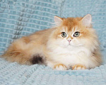 Кошки в Владивостоке: Длинношерстный мальчик. Британский котенок Мальчик, 60 000 руб. - фото 5