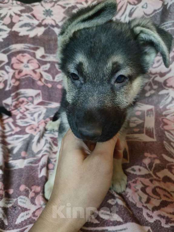 Собаки в Мытищах: Восточноевропейская овчарка, щенок Девочка, 14 000 руб. - фото 1