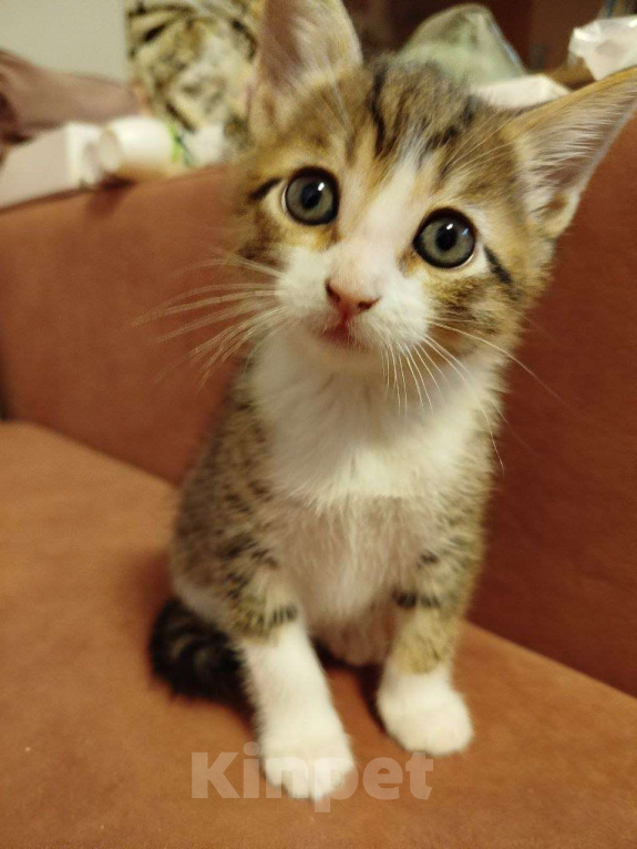 Кошки в Химках: Котёнок  Мальчик, 1 500 руб. - фото 4