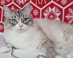 Кошки в Ливны: Невская маскарадная, 15 000 руб. - фото 2