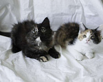 Кошки в Москве: Малышки-сестрички ищут дом Девочка, Бесплатно - фото 1