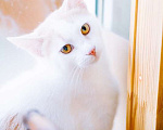 Кошки в Калининграде: Бело-рыжий котик Персик в дар Мальчик, Бесплатно - фото 1