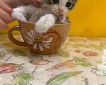 Кошки в Геленджике: Котенок в добрые руки Мальчик, Бесплатно - фото 3