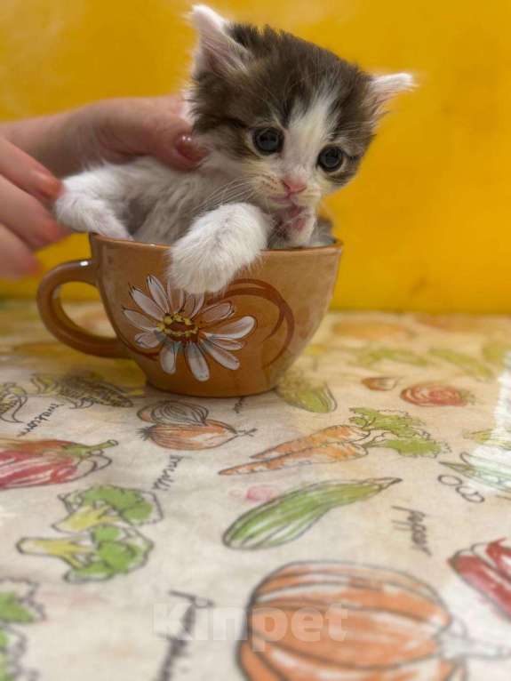 Кошки в Геленджике: Котенок в добрые руки Мальчик, Бесплатно - фото 3