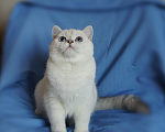 Кошки в Санкт-Петербурге: британский котенок. Мальчик, Бесплатно - фото 1