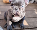 Собаки в Санкт-Петербурге: Шикарный щенки французский бульдог Мальчик, 60 000 руб. - фото 8
