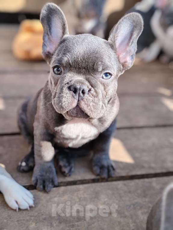 Собаки в Санкт-Петербурге: Шикарный щенки французский бульдог Мальчик, 60 000 руб. - фото 8