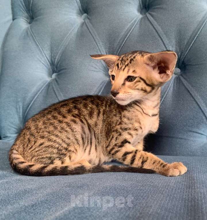 Кошки в Челябинске: Ориентальная девочка  Девочка, 60 000 руб. - фото 7