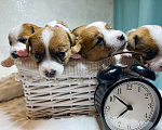 Собаки в Пензе: Продаю щенков Джек Рассел терьера Девочка, 15 000 руб. - фото 2